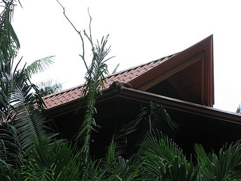 Coati on the roof top
