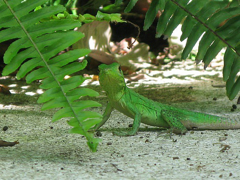 green lizard 