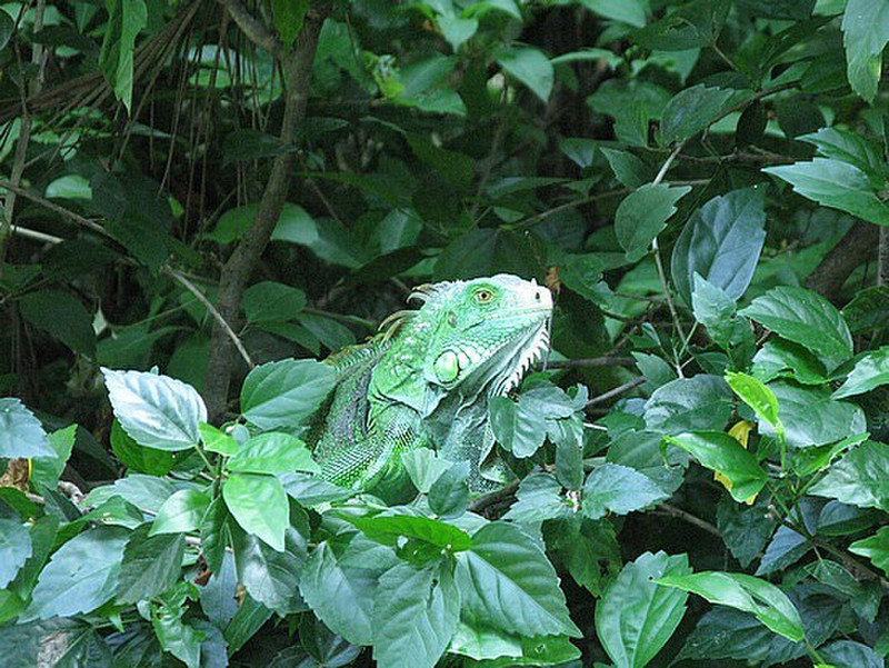Iguana in the hedge