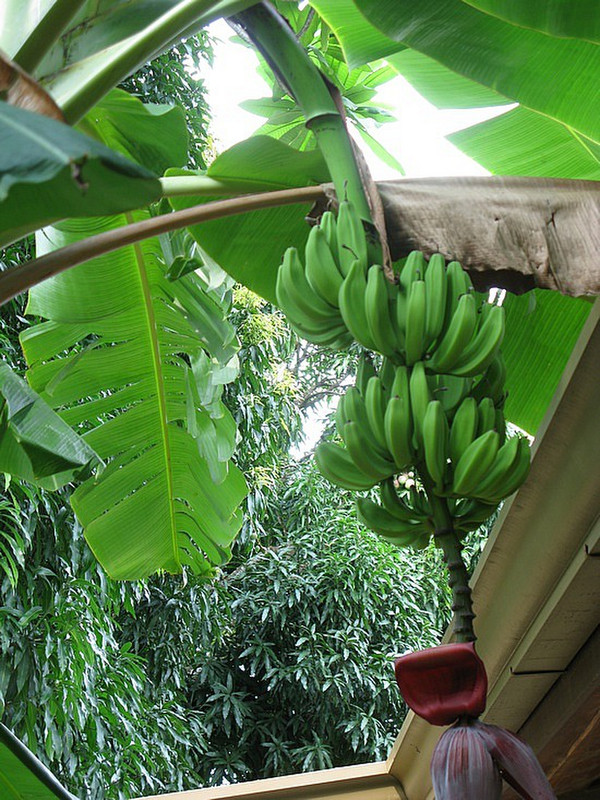 Banana tree beside our house