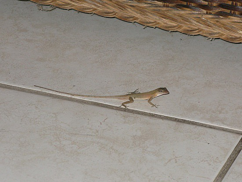 The resident gecko