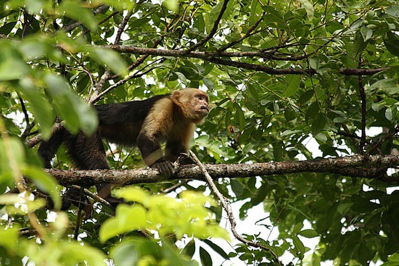 Whited faced Capuchin