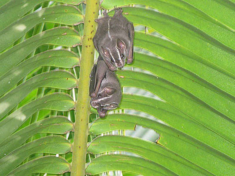 Under the palm frond - two little bats