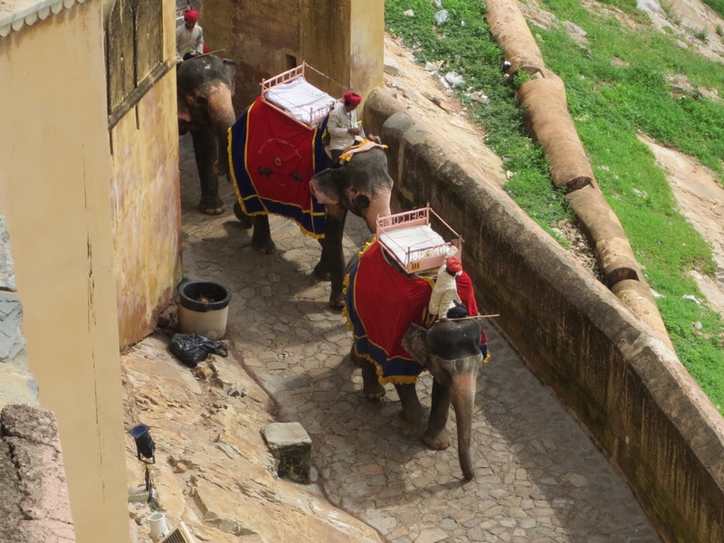 Elephants leaving the fort