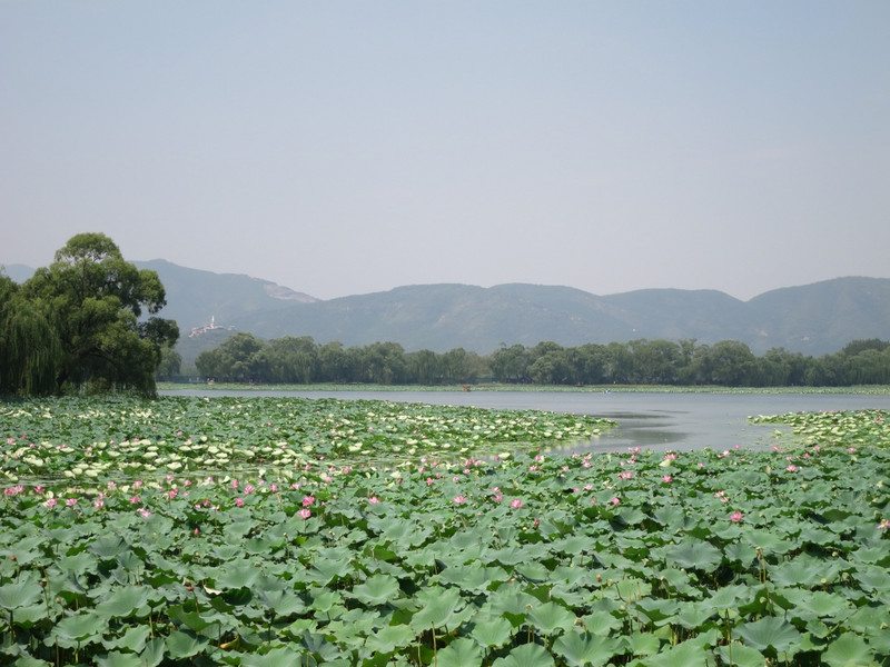 Lotus flowers along the lake