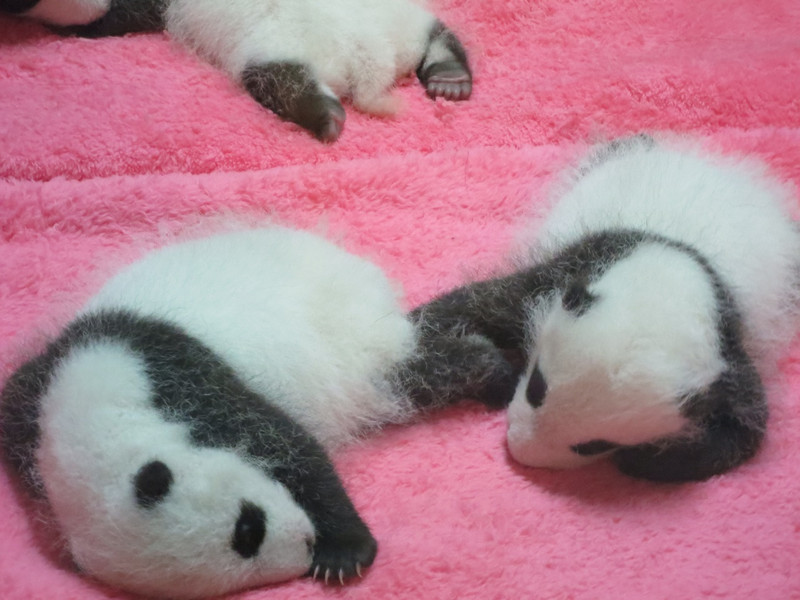 Some baby pandas