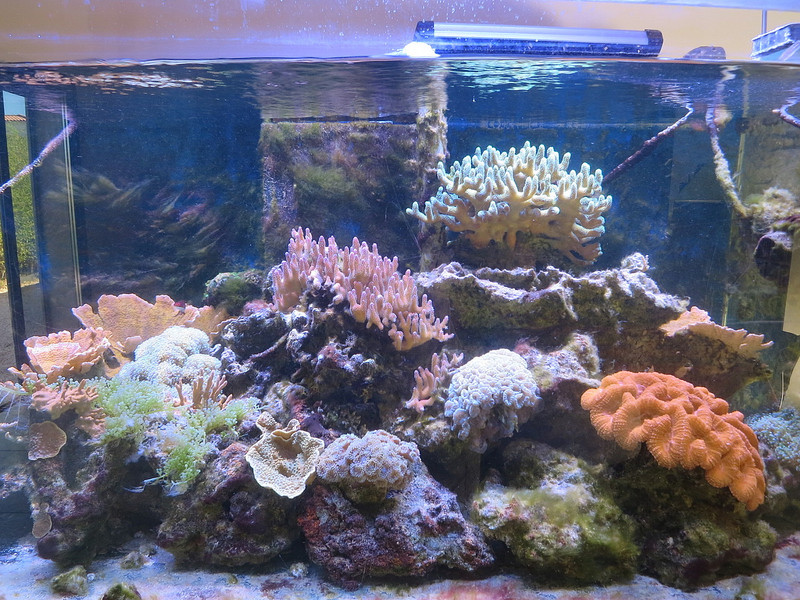 Huge marine tank in our home.