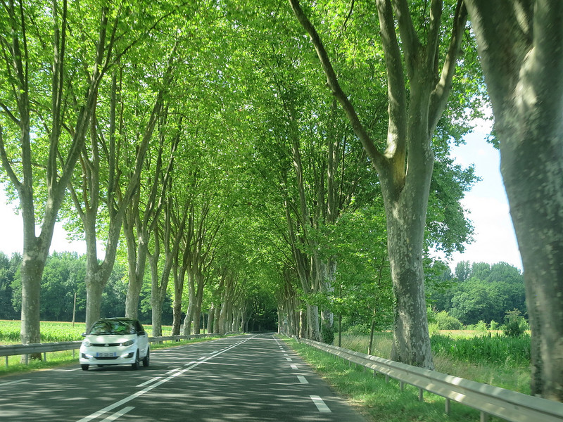 Lovely tree lined roads
