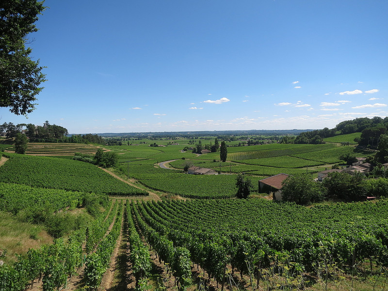 More vineyards 