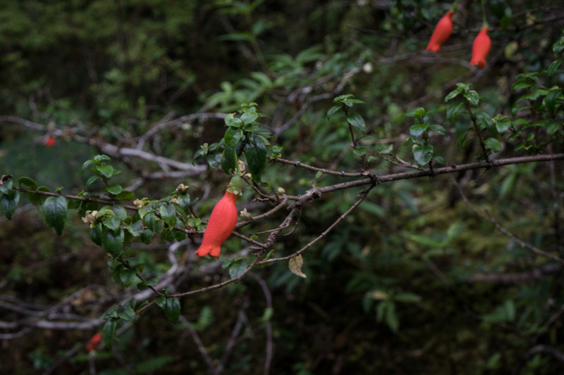 Flowers in rain forest