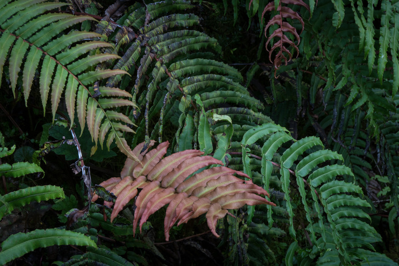 Rain Forest Ferns.