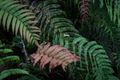 Rain Forest Ferns.