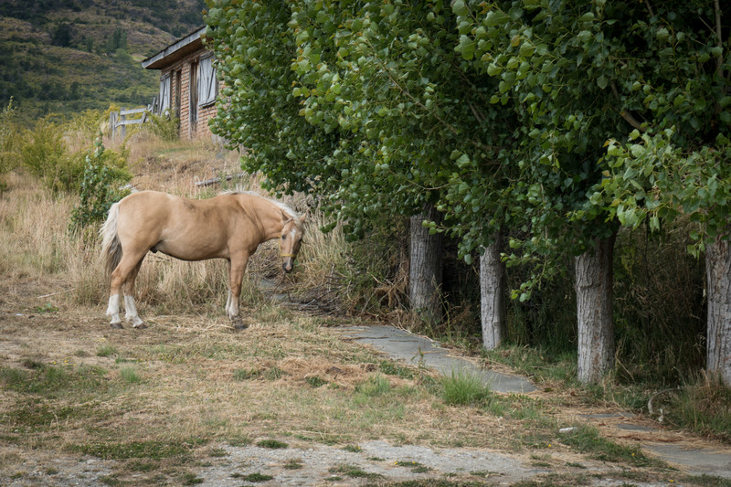 Horses along the streets