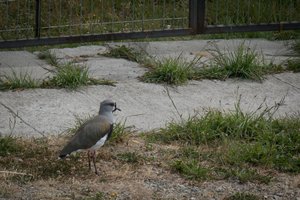 A tero (a kind of plover)