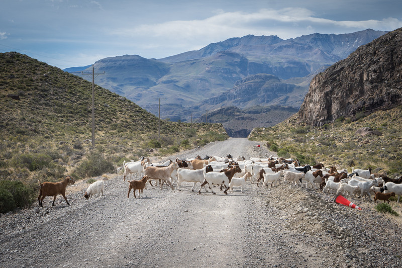 Goat right of way