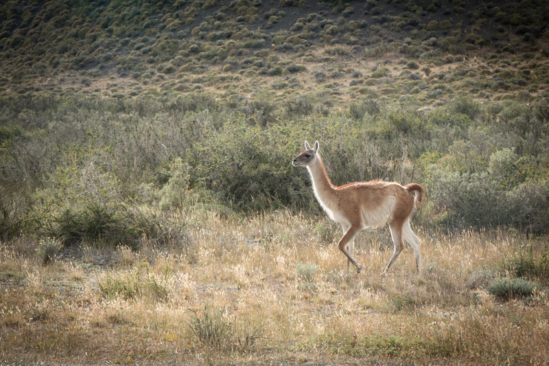 Friendly guanaco.