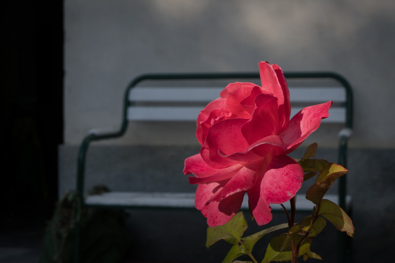 Rose in front garden