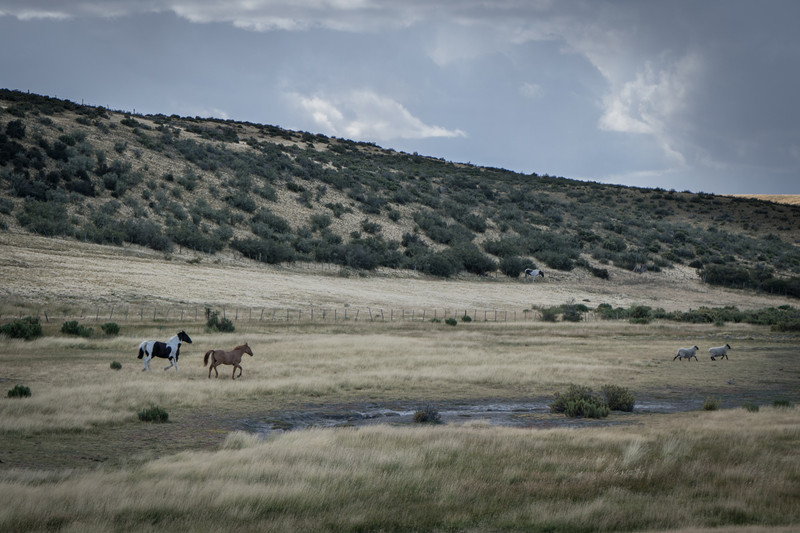 Hidden valley with horses and stud rams.