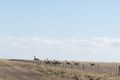 A herd of guanaco crossing from one paddock to another