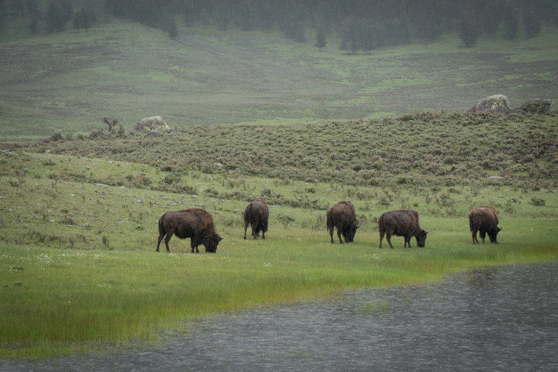 Part of a large herd of Bison in the Lamar valley