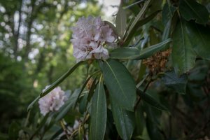 Rhododendrons along the way