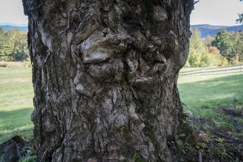 Maple tree trunk