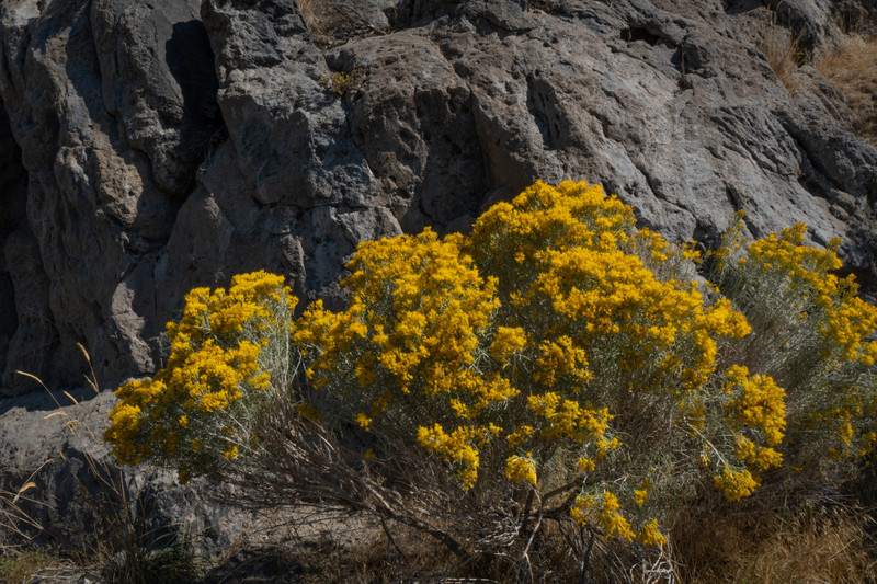 Desert wildflowers by Snake river