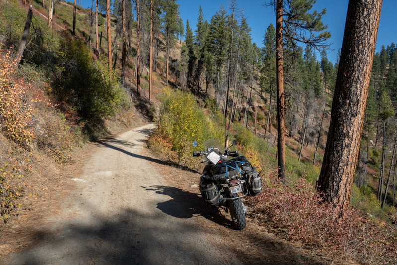 The ridge road through the pine and fir.