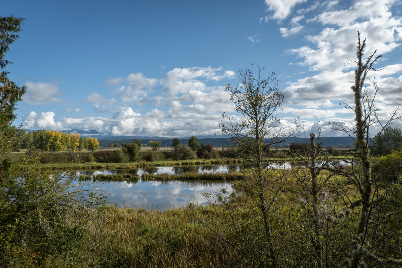 Wetlands along the Kootenai River