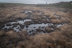Bog, in the surrounding area.  
