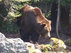 Bear sightings increasing