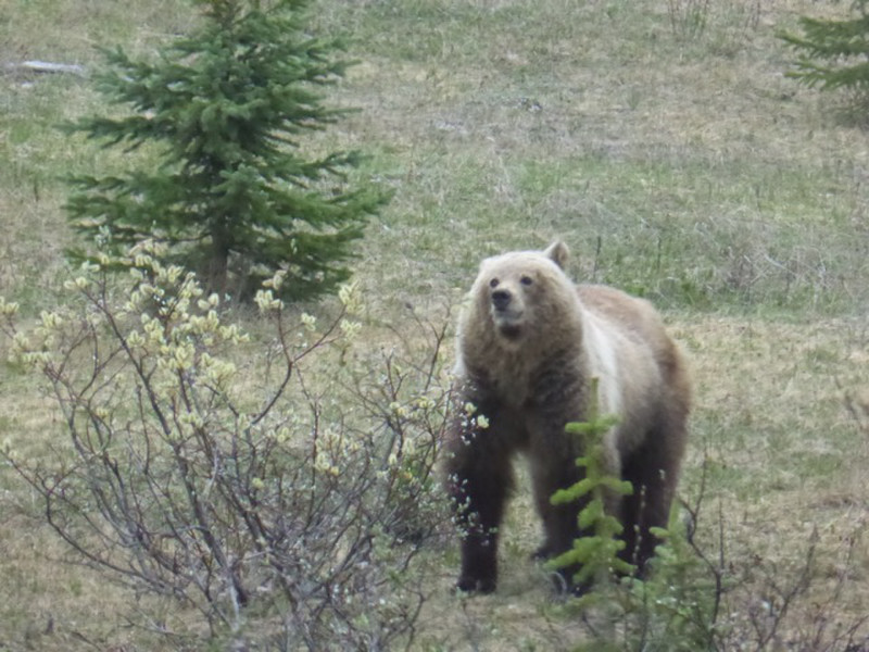Our first grizzly encounter