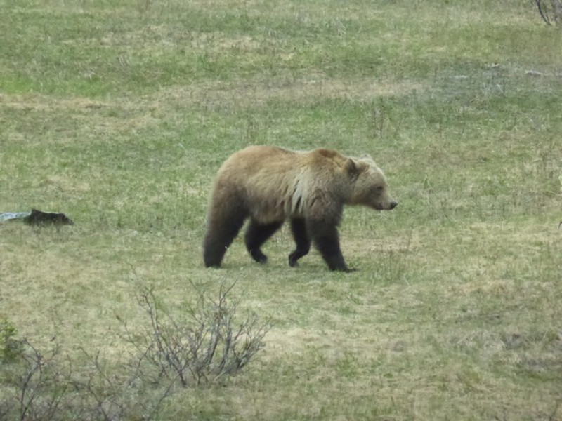 One of a thousand pics of the grizzly