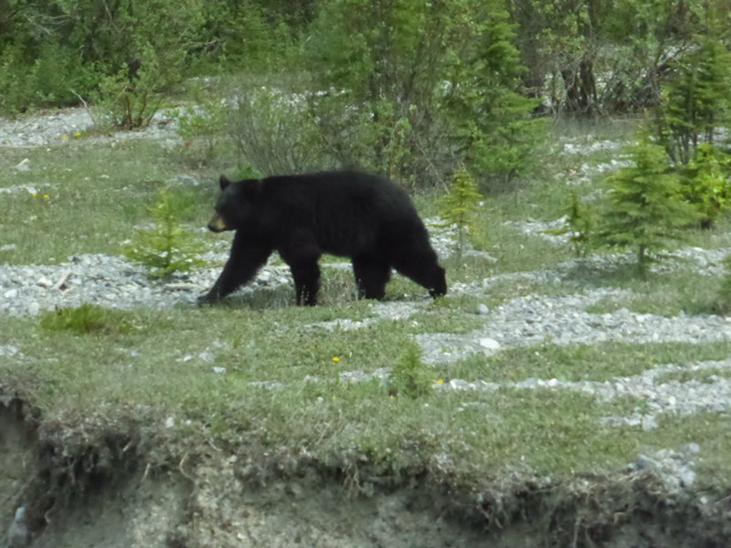 And then there was the black bear