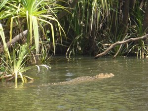 One of the croc sightings