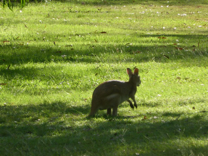 Starting to see a few wallabies