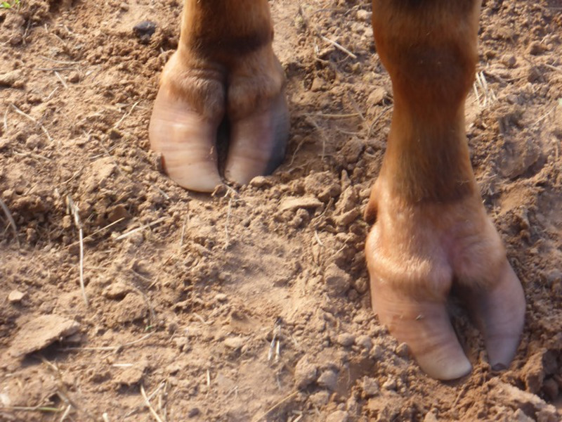 Those feet carved up the Kakadu Wetlands