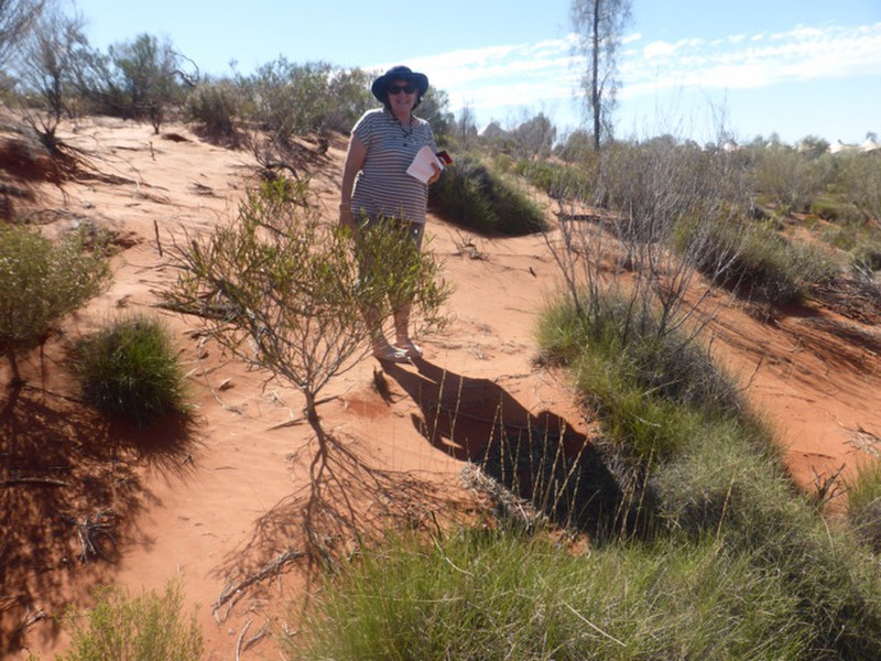 Looking for thorny devils 