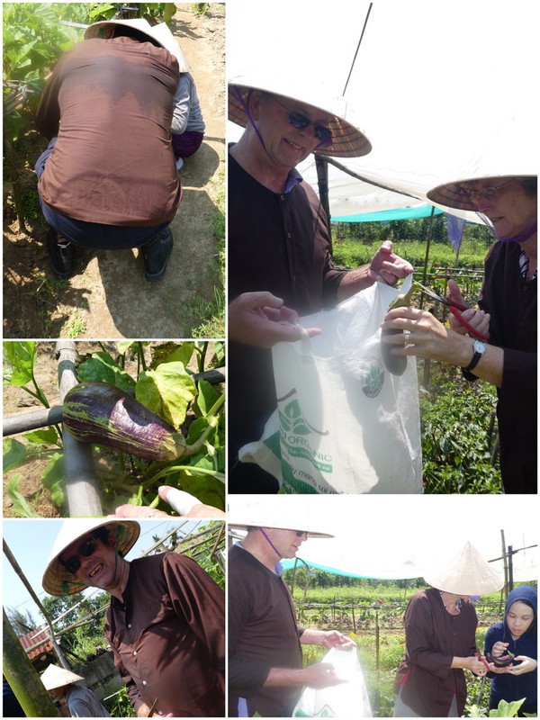 Snipping the eggplants.