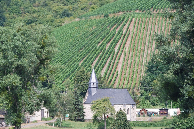 Vineyards in the countryside.