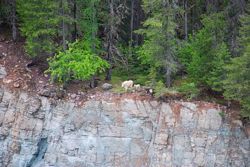 mountain goat and its calf