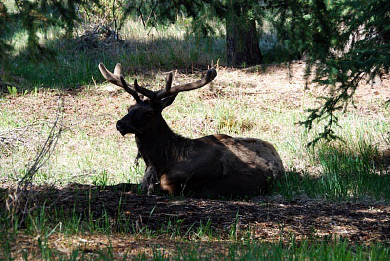 an Elk resting under a tree