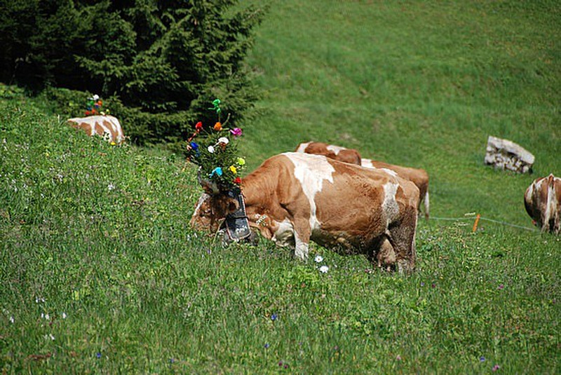 cows in Gimmelwald