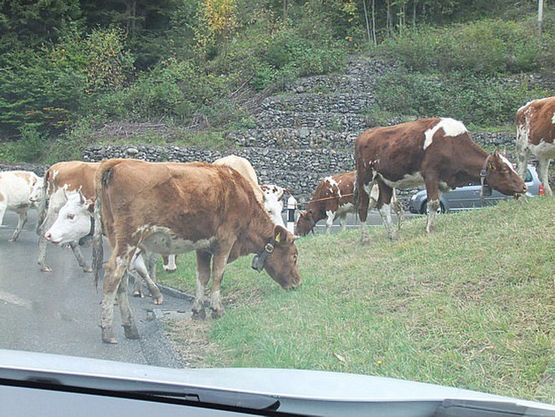 more cows eating