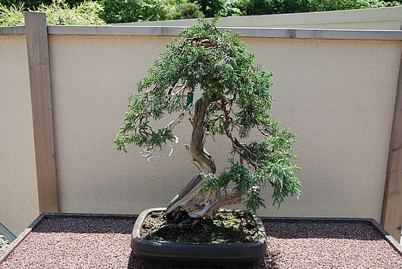This bonzai is 250 years old!