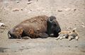 Mama buffalo and her newborn calf