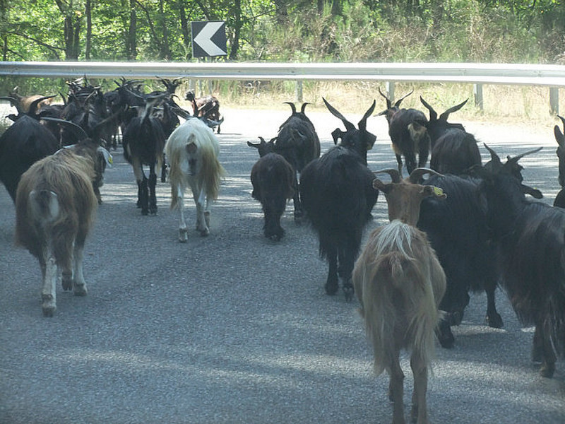 Goats in the road, on the road of death!