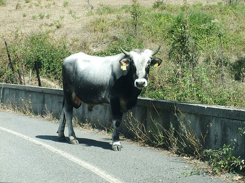 Cow in the road, on the road of death!