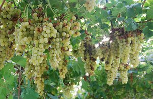 Grapes hanging in Massafra