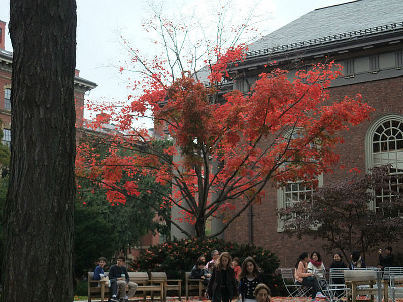 Color on the Harvard campus.